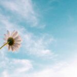 A lone daisy reaching towards a serene blue sky filled with wispy clouds, symbolizing hope and growth.