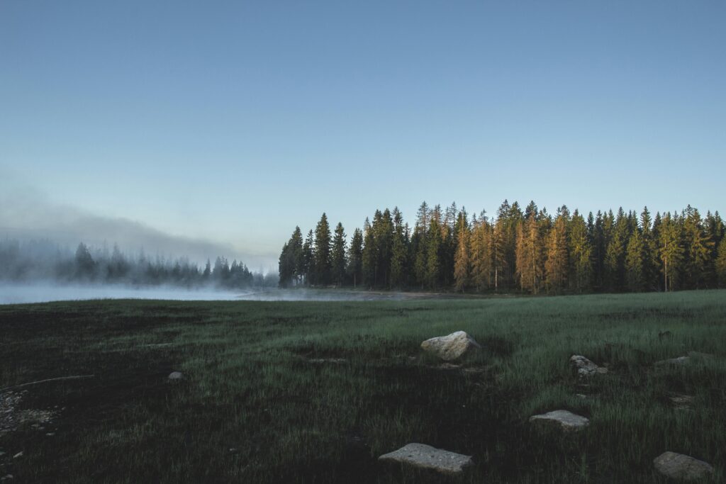 Calm forest landscape at dawn with mist and fog enveloping trees and grassy field.