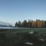 Calm forest landscape at dawn with mist and fog enveloping trees and grassy field.