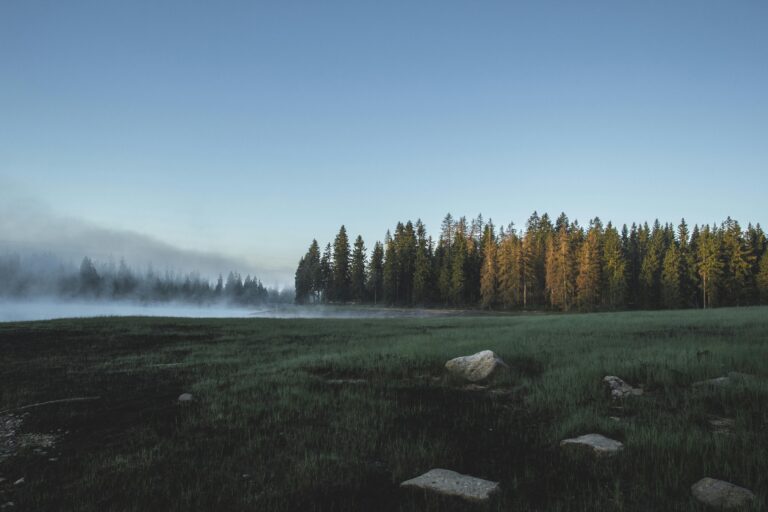 Calm forest landscape at dawn with mist and fog enveloping trees and grassy field.